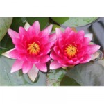 Red Lily – ‘Attraction’ Nymphaea (Live Plant – 1L Pot)